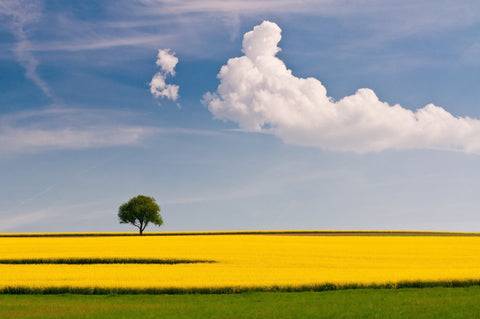 Yellow Crop Fields - Posters by Terry Griffin