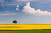 Yellow Crop Fields - Posters