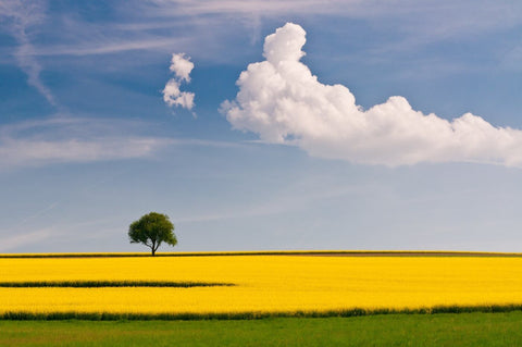 Yellow Crop Fields by Terry Griffin
