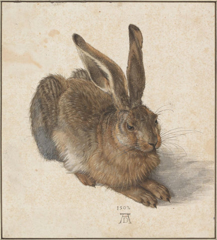 Hare, 1502 - Albrecht Dürer by Albrecht Dürer