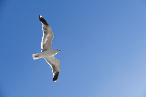 Seagull - Posters