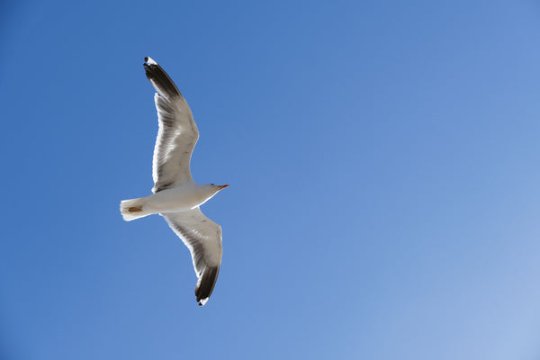 Seagull - Canvas Prints