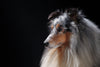 Sheltie Love - Framed Prints
