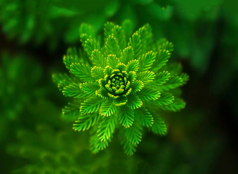Best Gift for Valentine's Day - Macro Green Leaves - Art Prints