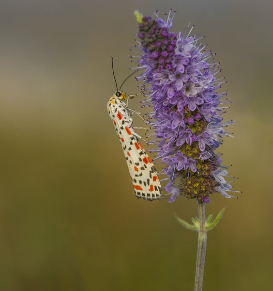 Beautiful Butterfly - Art Prints