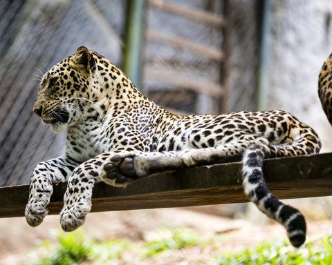 Tiger Resting by Hassan Najmy