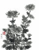 Chrysanthemum  - Canvas Prints
