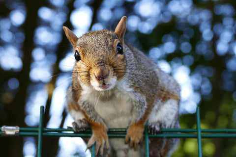 Curious Squirrel - Large Art Prints by ISourceArts