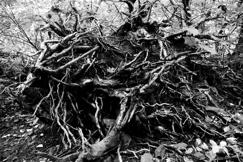 Gnarled - Large Art Prints