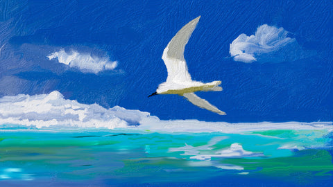 White Tern On The Water - Framed Prints by Hassan Najmy