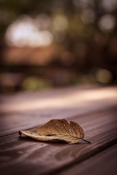 Solitude - Canvas Prints