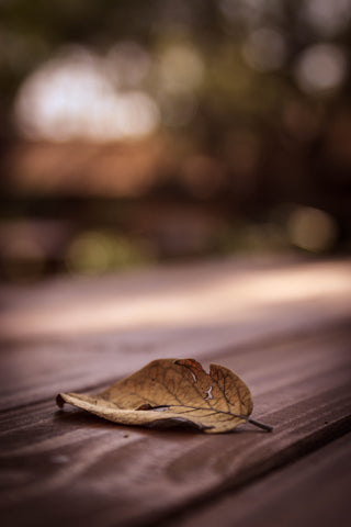 Solitude - Canvas Prints