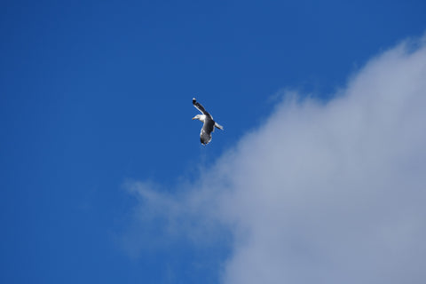 Seagull - Canvas Prints