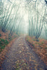 Walking In The Foggy Wood - Canvas Prints