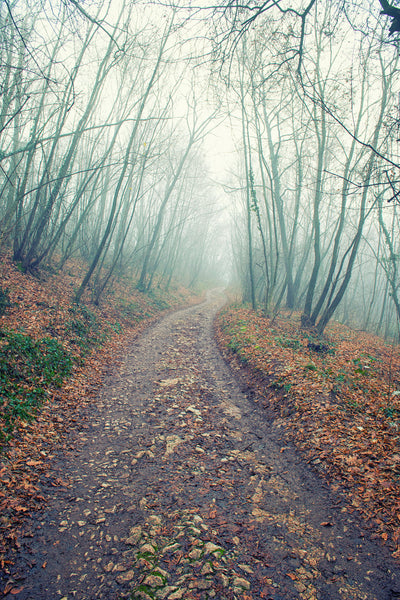 Walking In The Foggy Wood - Large Art Prints