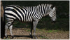 Zebra - Art Prints