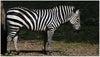 Zebra - Framed Prints