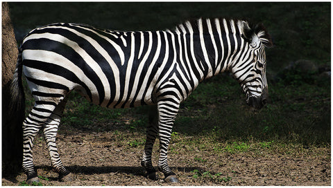 Zebra - Framed Prints by Sanjeev Iddalgi