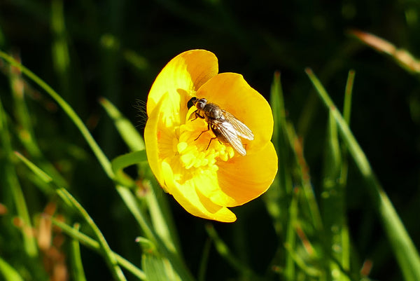 Gathering Late Pollen - Posters
