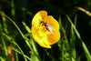 Gathering Late Pollen - Canvas Prints