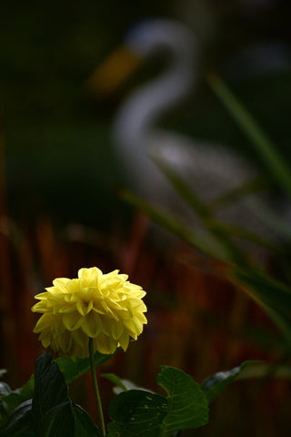 Flower by Dobroc Tomasz