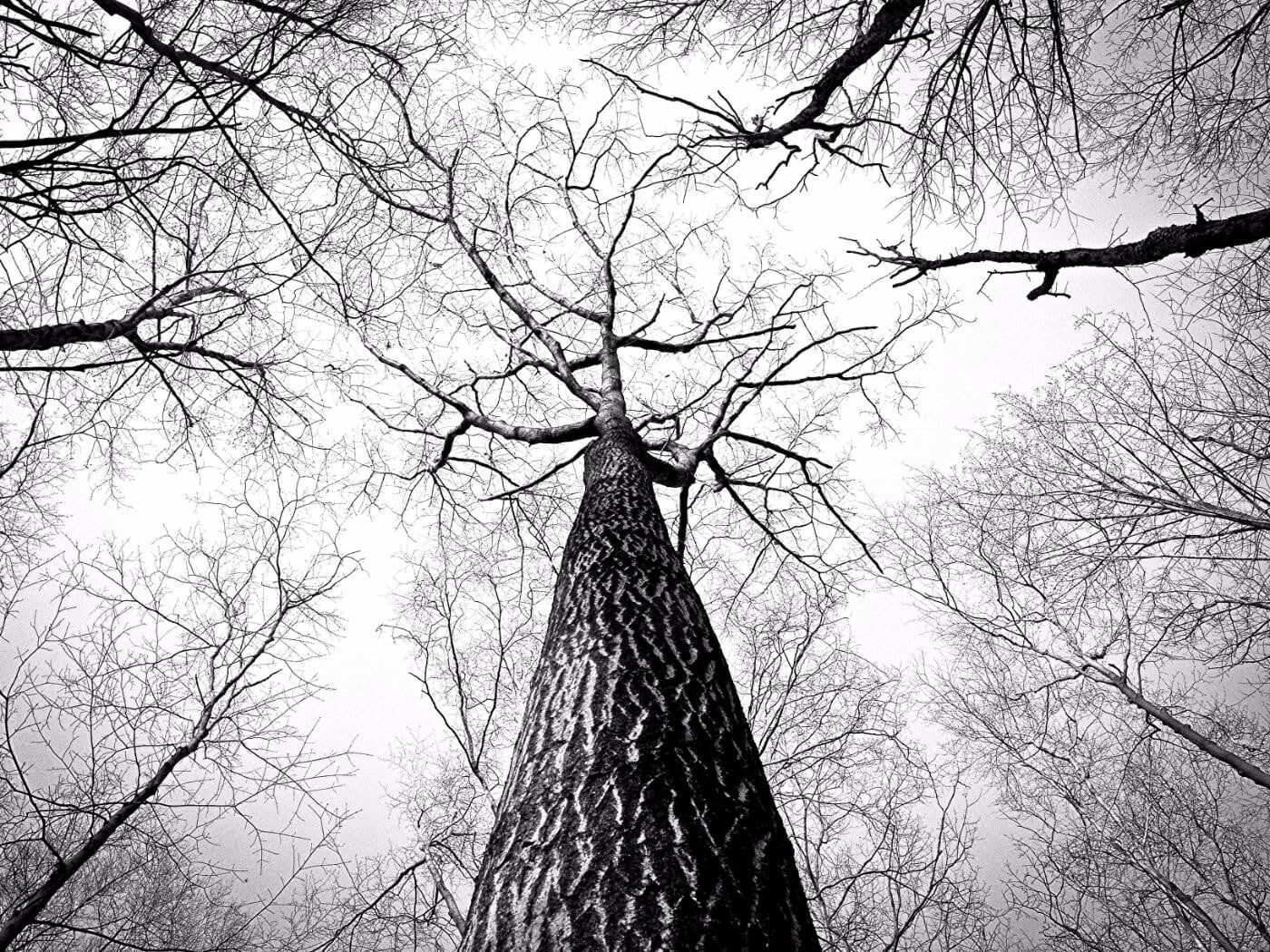 Black And White Tree Branch Canvas Prints by Lilly Milton Buy
