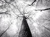 Black And White Tree Branch - Large Art Prints