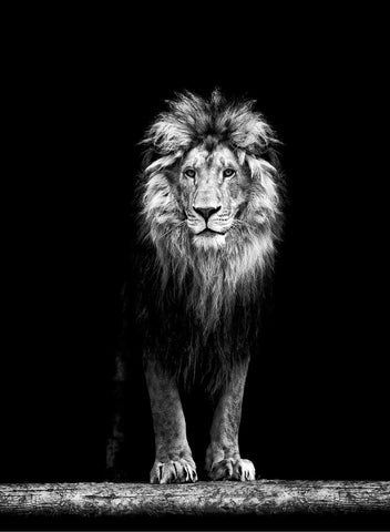 Lion - Canvas Prints