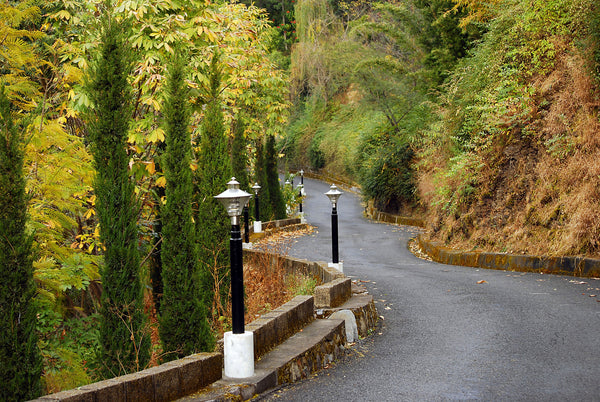 Pathway - Canvas Prints