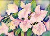 Pink Rhodo - Large Art Prints