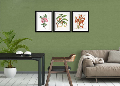Set Of 3 Botanical Illustrations - Premium Quality Framed Digital Print With Matte And Glass (17 x 12 inches) each by Tallenge Store