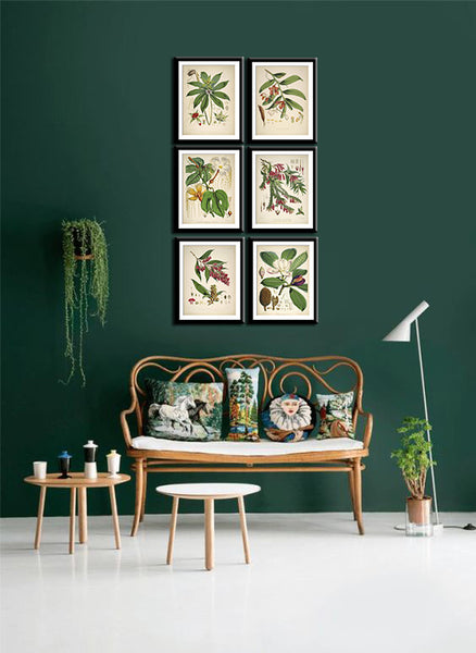 Set Of 6 Botanical Illustrations - Premium Quality Framed Digital Print With Matte And Glass (17 x 12 inches) each