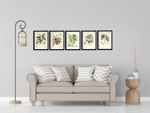 Set Of 5 Botanical Illustrations - Premium Quality Framed Digital Print With Matte And Glass (17 x 12 inches) each