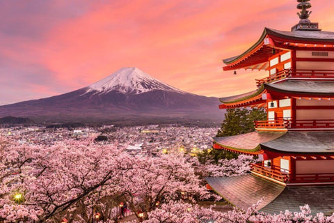 Mount Fuji Sunset with Cherry Blossom Sakura In Bloom - Framed Prints
