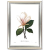 Set Of 3 Botanical - Magnolia Soulangiana, Pivoine, Magnolia - Premium Quality Framed Digital Print (18 x 24 inches)