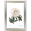 Set Of 3 Botanical - Magnolia Soulangiana, Pivoine, Magnolia - Premium Quality Framed Digital Print (18 x 24 inches)