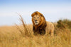 Lion In The Meadow 2 - Canvas Prints
