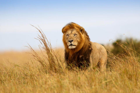Lion In The Meadow 2 - Art Prints