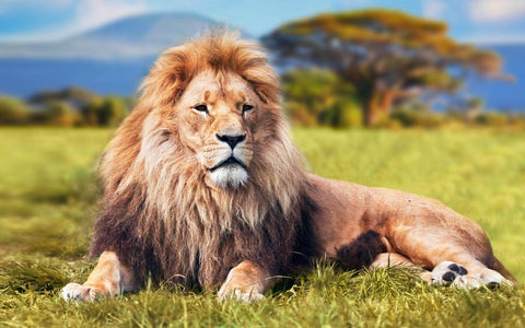 Lion In The Meadow - Art Prints