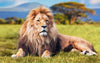 Lion In The Meadow - Canvas Prints