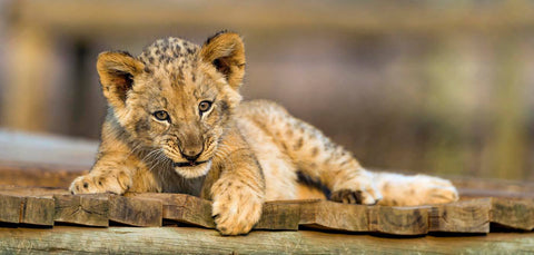 Little Cuddly Cub by Sherly David