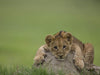 Little Lion Cub - Framed Prints
