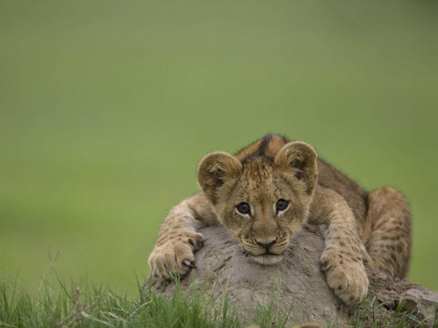 Little Lion Cub by Sherly David