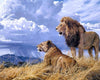 Looking Out - The Lion Family - Canvas Prints