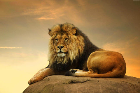 Majestic Lion King by Sherly David