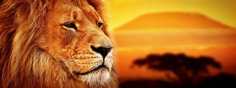 Majestic Lion - Posters