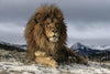 Lion Resting On A Snowy Rock - Framed Prints