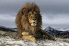 Lion Resting On A Snowy Rock - Large Art Prints