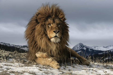 Lion Resting On A Snowy Rock by Sherly David