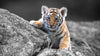 Tiger Cub - Canvas Prints